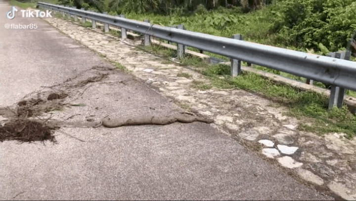 "Xỉu ngang" phát hiện sinh vật lạ đang bò ảnh 1