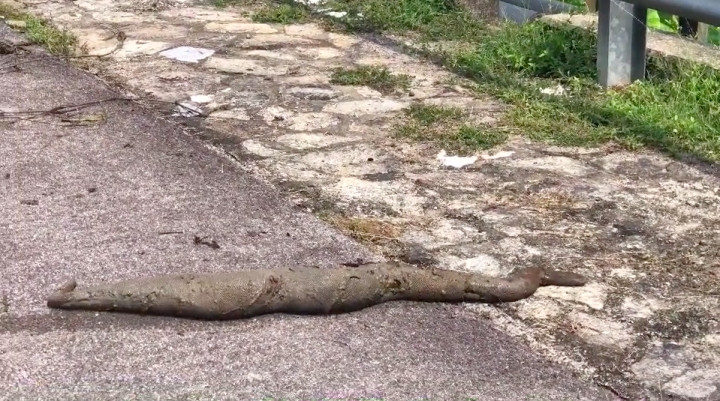 "Xỉu ngang" phát hiện sinh vật lạ đang bò ảnh 2