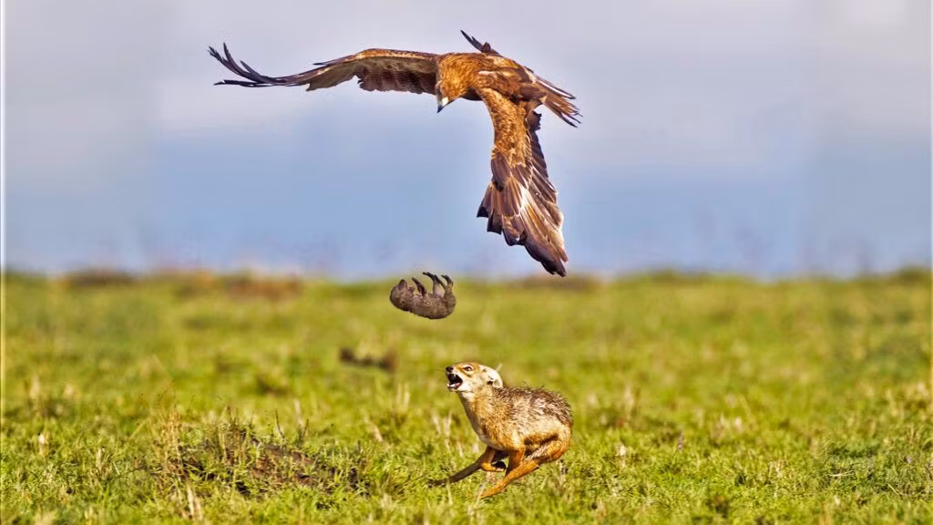 Cho me lieu minh cuu con bi dai bang bat coc-Hinh-3