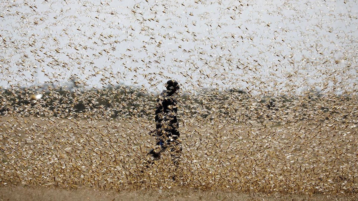 Nhân loại muốn biến sa mạc thành rừng, chuyên gia: Đừng vội mừng nếu thành công! - Hình 3 Nhan loai muon bien sa mac thanh rung, chuyen gia: Dung voi mung neu thanh cong!-Hinh-3