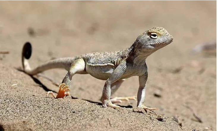 Nhân loại muốn biến sa mạc thành rừng, chuyên gia: Đừng vội mừng nếu thành công! - Hình 4 Nhan loai muon bien sa mac thanh rung, chuyen gia: Dung voi mung neu thanh cong!-Hinh-4