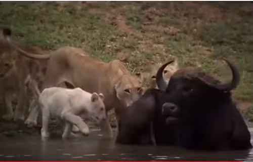 Video: Tron duoi nuoc, trau rung van bi su tu ha sat