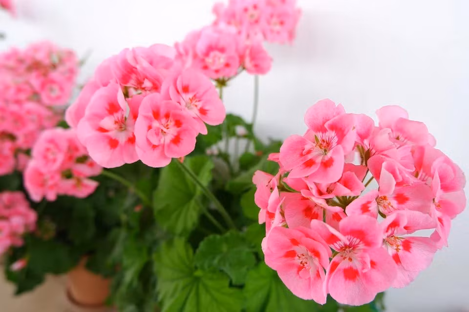 3 tuần tới, 3 con giáp tiền quấn chặt thân, muốn buông cũng khó - Hình 3 3 tuan toi, 3 con giap tien quan chat than, muon buong cung kho-Hinh-3