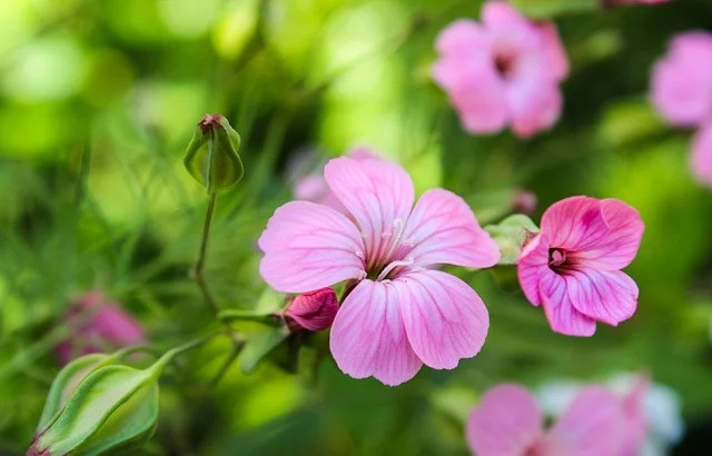 3 tuan toi, 3 con giap tien quan chat than, muon buong cung kho-Hinh-2