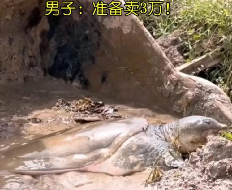 Nao vet ao nha bat duoc 