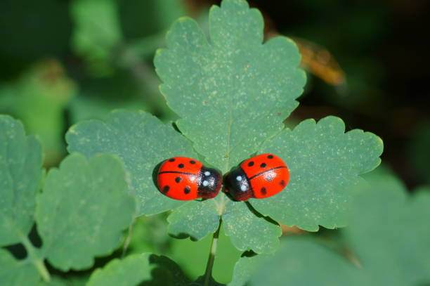 Thang sinh Am lich cua nguoi trung thanh voi ban be-Hinh-3