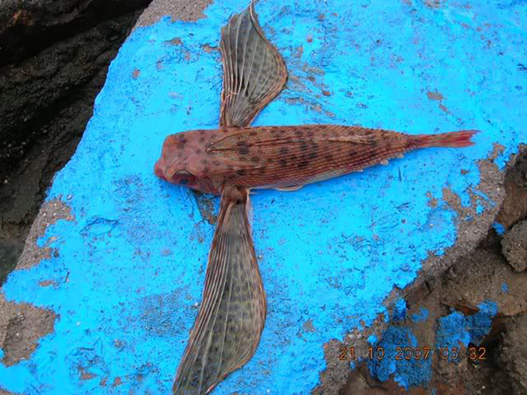 Cá tắc kè tươi size 3-5 con/kg được bán với giá 150.000-200.000 đồng/kg.