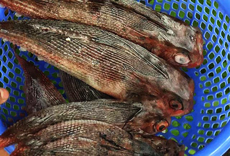 Cá tắc kè sống sát đáy nước ở khá xa bờ, thế nên chỉ có những nghề như giã cào, lưới màng mới đánh bắt được.