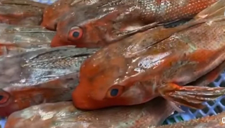 Trước đây, cá tắc kè bị chê lên chê xuống vì hình thù khá xấu xí, ít thịt (chỉ chiếm 1/3 trọng lượng cơ thể), còn lại là xương, vảy cá.