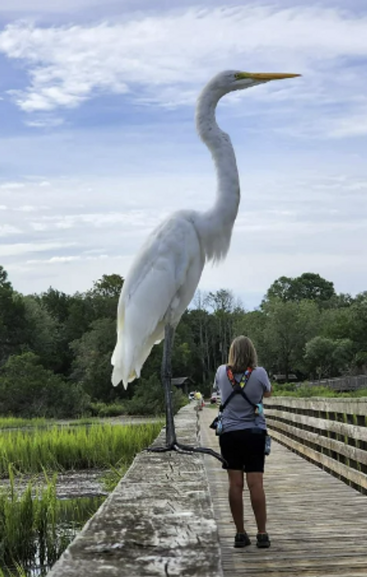 Một chú chim khổng lồ nằm chình ình giữa đường phố