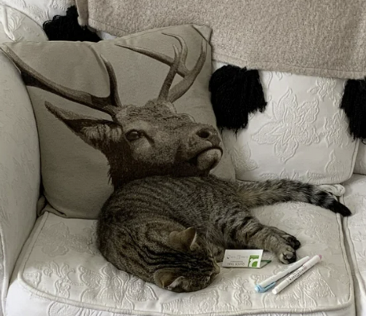 Những bức ảnh này được chụp từ nhiều góc độ khác nhau, buộc mọi người phải nhìn đi nhìn lại vài lần mới hiểu sự thật. Dưới đây là 15 bằng chứng thú vị về hiện tượng này. Không phải mèo có sừng đâu, đó là một con mèo bình thường, thật đẹp đang nằm ngủ, bạn có nhìn ra không?