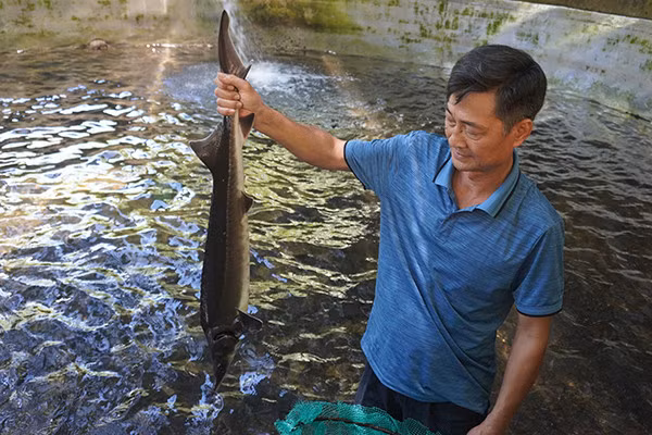 Nuoi thanh cong ca tam o 'chao lua' mien Trung-Hinh-7