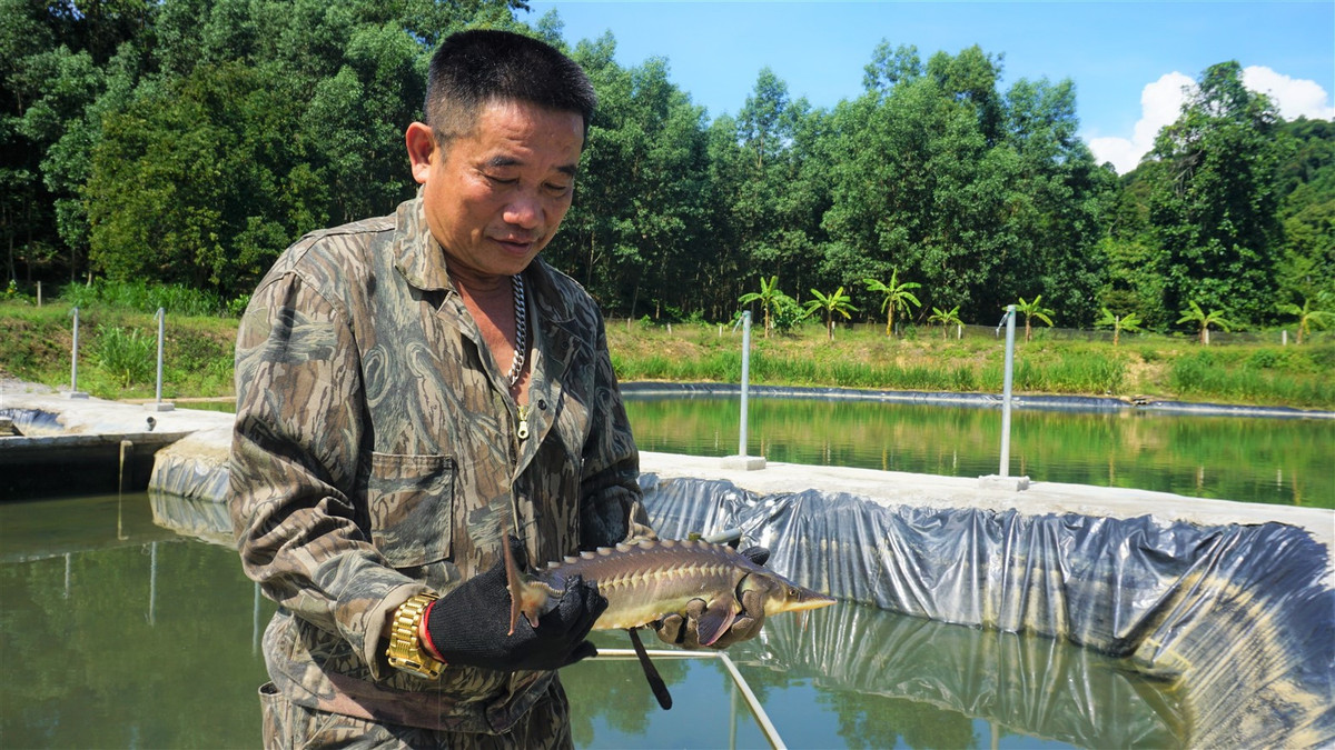 Nuoi thanh cong ca tam o 'chao lua' mien Trung-Hinh-3