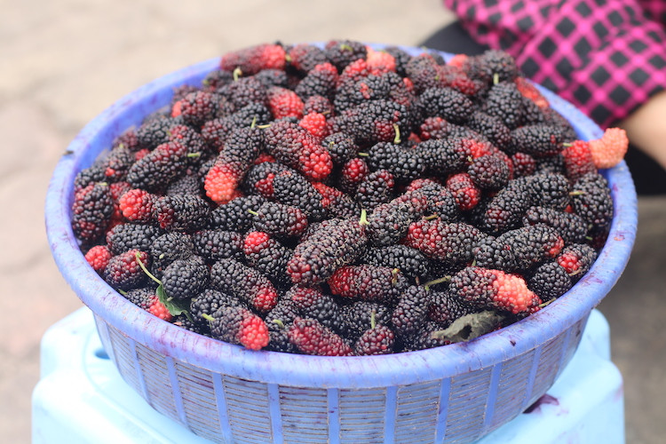 Nguoi Ha Noi tim mua dau tam chinh vu, nong dan “hot bac”