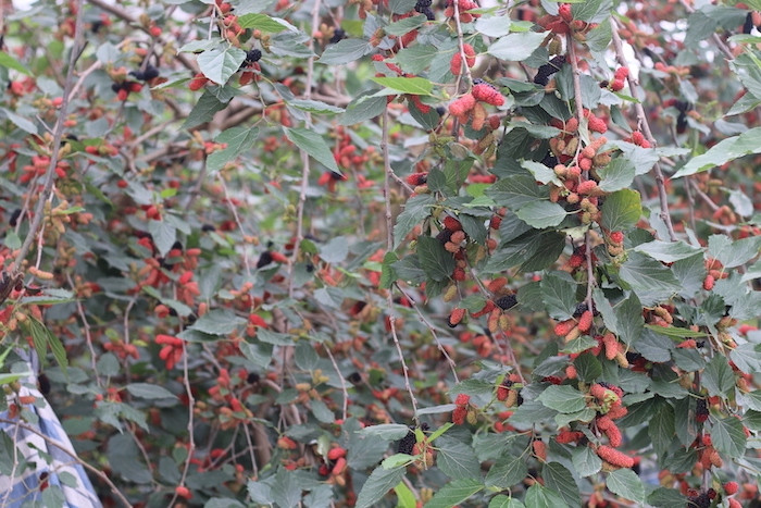 Nguoi Ha Noi tim mua dau tam chinh vu, nong dan “hot bac”-Hinh-3