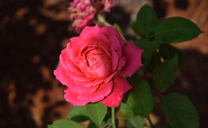 3 con giáp quyết đoán, có tầm nhìn xa - Hình 3 3 con giap quyet doan, co tam nhin xa-Hinh-3