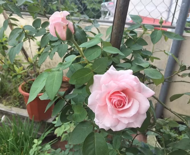 3 con giáp quyết đoán, có tầm nhìn xa - Hình 2 3 con giap quyet doan, co tam nhin xa-Hinh-2