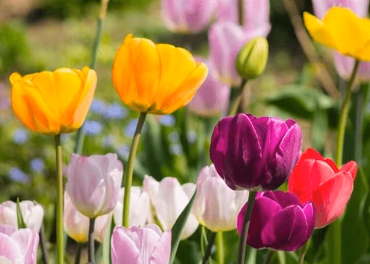 3 con giap lam phuc nhieu loc, nam 2023 tien ve day tui-Hinh-2