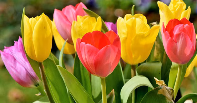 3 con giap lam phuc nhieu loc, nam 2023 tien ve day tui-Hinh-3