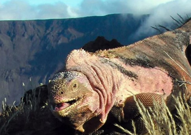 Ecuador: Phát hiện đàn con mới nở của kỳ nhông hồng cực quý hiếm Ecuador: Phat hien dan con moi no cua ky nhong hong cuc quy hiem