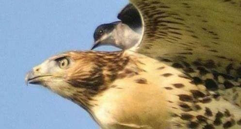 Ban co biet ke thu tu nhien cua dai bang khong?