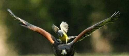 Ban co biet ke thu tu nhien cua dai bang khong?-Hinh-2