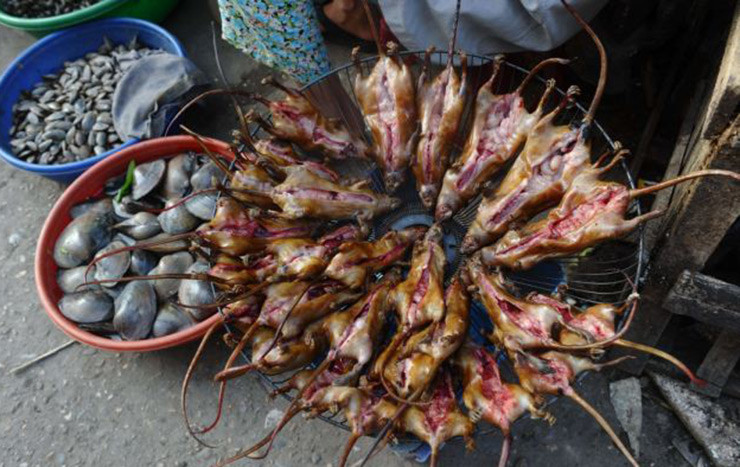 Cứ đến mùa lúa chín, mọi người - thậm chí cả trẻ con cũng kéo nhau đi săn chuột khắp nơi.