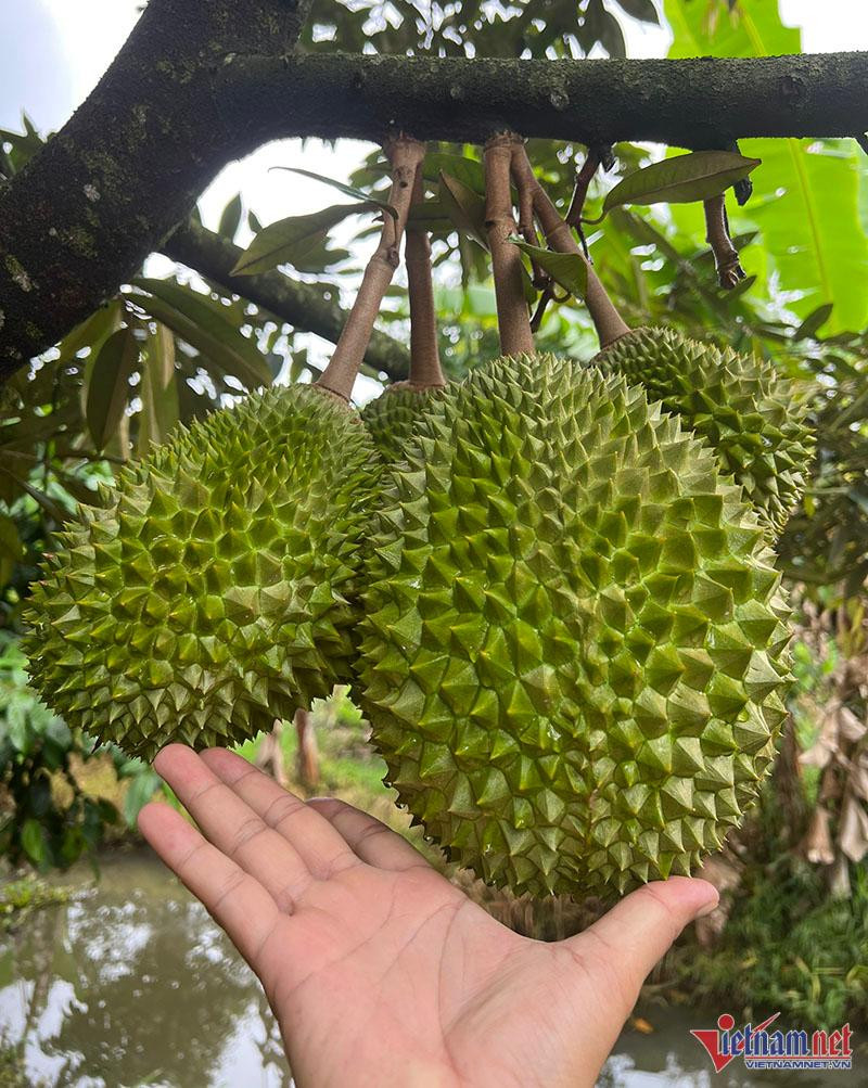 Một số nhà vườn tại Cần Thơ chọn trồng sầu Musang King theo tiêu chuẩn VietGAP để cung cấp những trái sầu sạch chín cây ra thị trường.