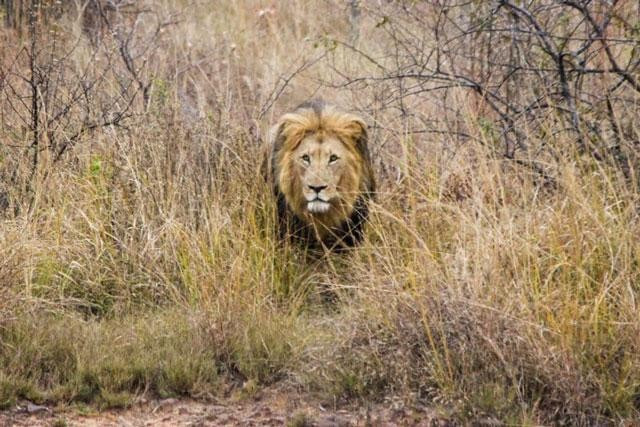 Len bo tam nang, ca sau bi bay su tu hanh ha ta toi-Hinh-2