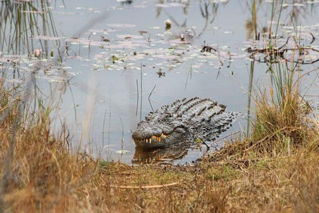 Len bo tam nang, ca sau bi bay su tu hanh ha ta toi