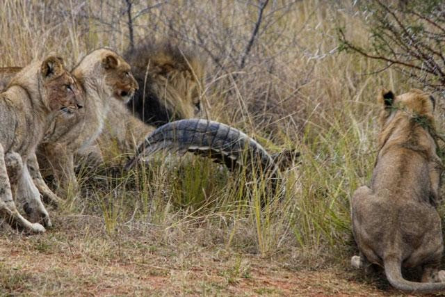 Len bo tam nang, ca sau bi bay su tu hanh ha ta toi-Hinh-7