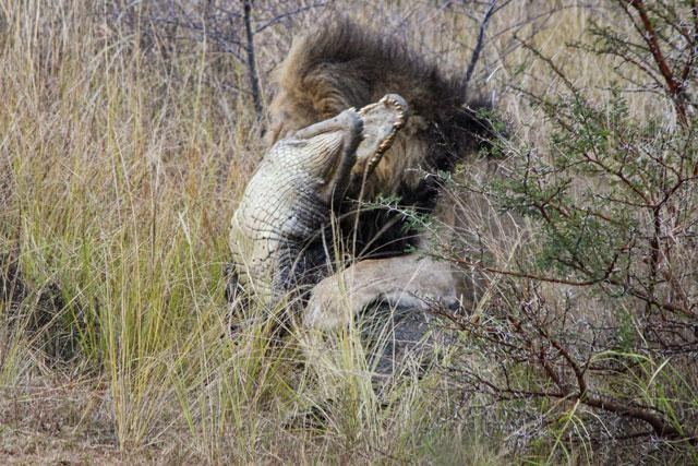 Len bo tam nang, ca sau bi bay su tu hanh ha ta toi-Hinh-6