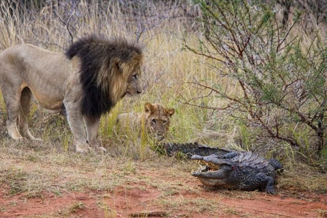 Len bo tam nang, ca sau bi bay su tu hanh ha ta toi-Hinh-3