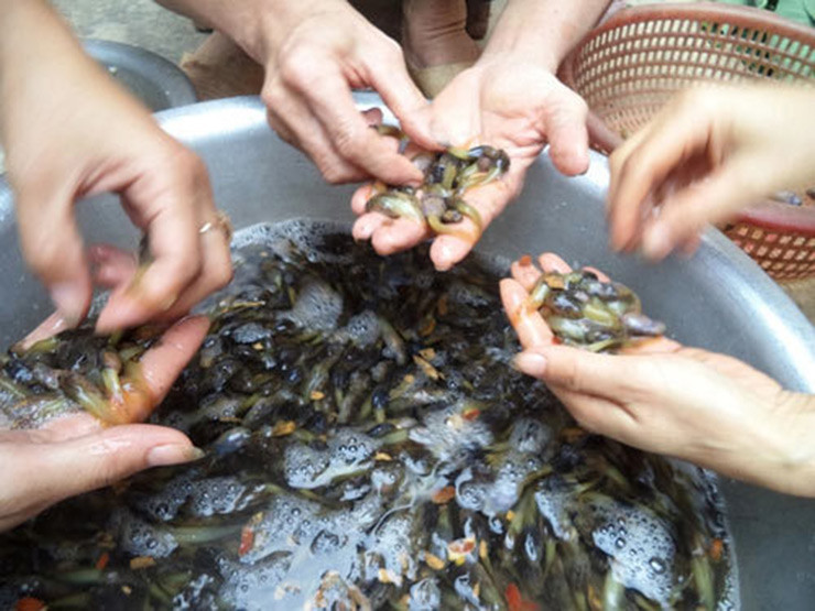 Những con nòng nọc do loài ếch đá trong rừng đẻ vào các tháng mùa mưa thường béo tròn, to bằng ngón tay.