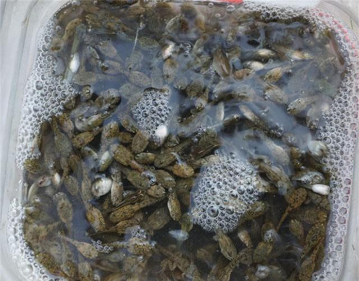 Tháng 6 đến tháng 11 âm lịch chính là thời điểm thích hợp để bắt nòng nọc.