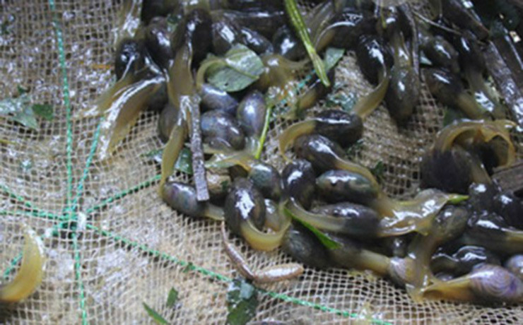 Người dân địa phương thường chọn đầu giờ sáng hoặc lúc chiều muộn để đi vào rừng.