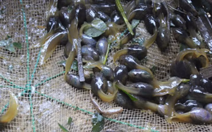 Người dân địa phương thường chọn đầu giờ sáng hoặc lúc chiều muộn để đi vào rừng.