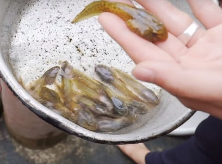 Sau khi bắt nòng nọc về, người ta sơ chế nòng nọc bằng cách rửa qua cho sạch bùn đất, rồi dùng mũi dao nhọn gẩy nhẹ vào bụng, lôi phần lòng ruột cho ra ngoài. Sau đó, cho ít muối rửa sạch trước khi chế biến.