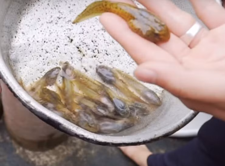 Sau khi bắt nòng nọc về, người ta sơ chế nòng nọc bằng cách rửa qua cho sạch bùn đất, rồi dùng mũi dao nhọn gẩy nhẹ vào bụng, lôi phần lòng ruột cho ra ngoài. Sau đó, cho ít muối rửa sạch trước khi chế biến.