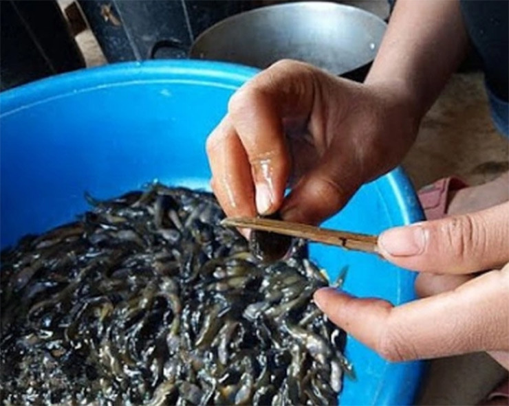 Khi đi "săn" nòng nọc cần 2 dụng cụ đơn giản là một chiếc dậm và một chiếc giỏ tre cùng lá khoắn làm mồi nhử.