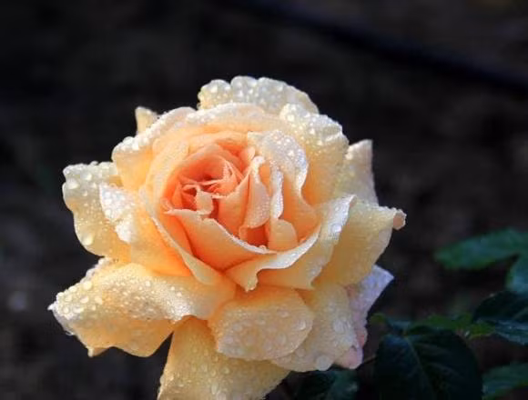 Ai sinh vao 3 thang nay se duoc Than Tai tro giup ca doi-Hinh-3