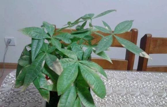 Dat cay tai loc o vi tri nay trong nha khien gia chu ngheo mat kiep-Hinh-2