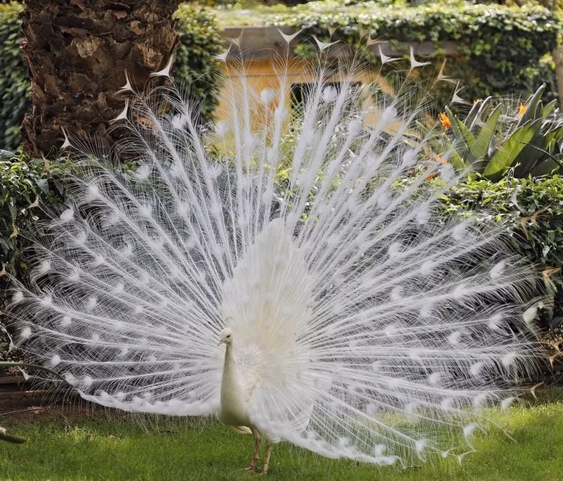 Cá thể công bạch tạng vô cùng hiếp gặp trên thế giới khoe bộ lông trắng muốt