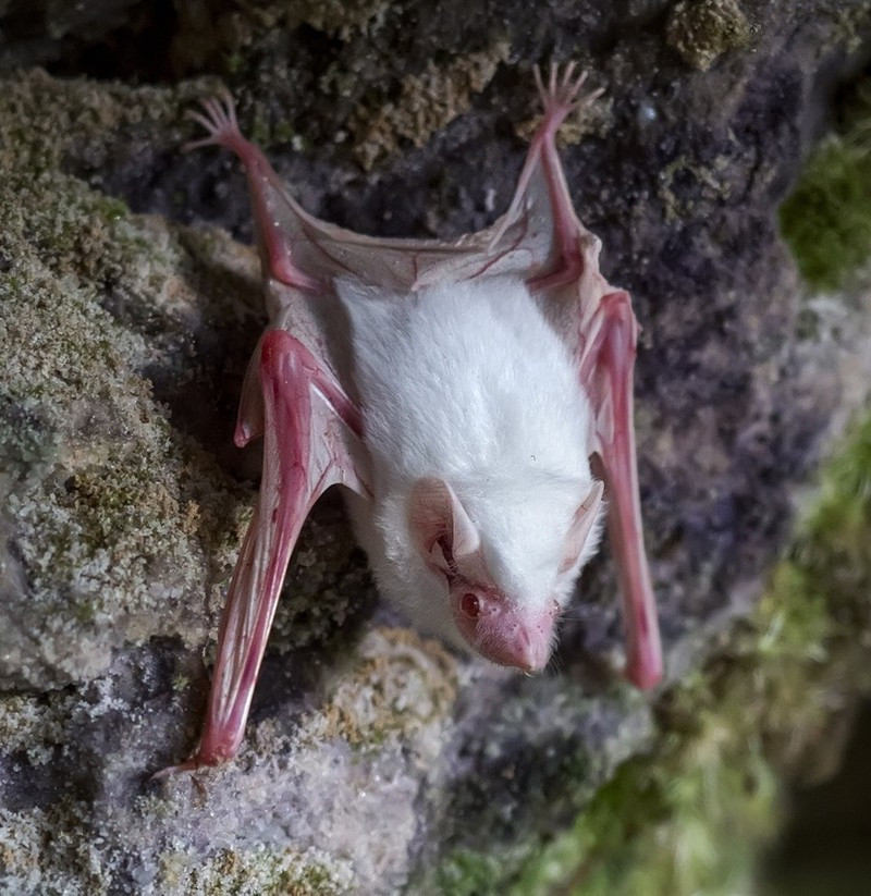 Một con dơi bạch tạng hiếm có trong thế giới tự nhiên 