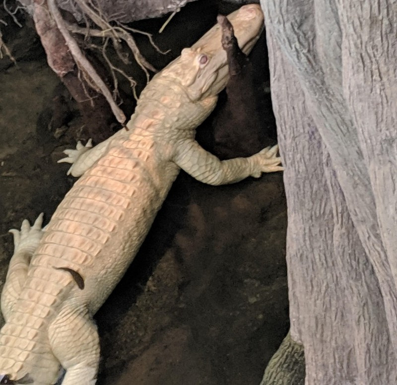 Cá sấu có bộ da màu trắng nổi bật trên nền đất tối màu