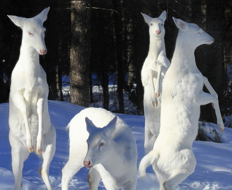 Nai bạch tạng khiến bộ lông trắng muốt đẹp mắt