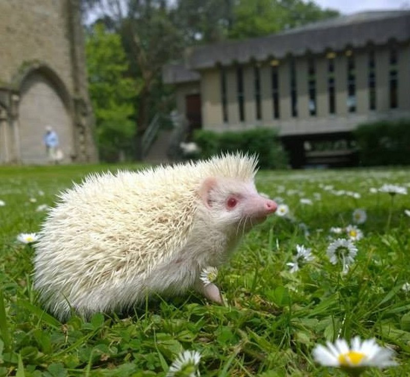 Chú nhím con có lông trắng đang loay hoay tìm chỗ trú ẩn
