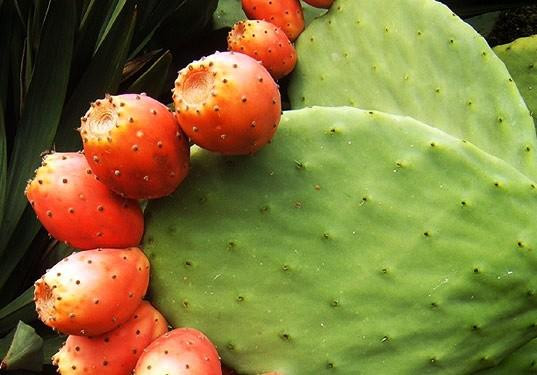 Khí hậu nhiệt đới cùng địa hình phân hoá trải dài giúp cho Việt Nam có hệ sinh thái phát triển phong phú, sở hữu nhiều loại cây trái hiếm lạ trên thế giới trong đó có xương rồng lê gai.