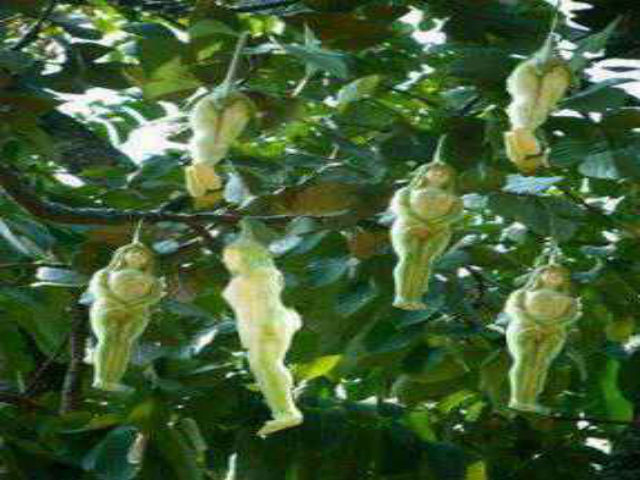 Do đó, một số cư dân mạng cho rằng những trái cây hình dáng kỳ lạ này rất có thể là sản phẩm của photoshop hoặc kẻ nào đó đã tạo ra trò lừa bịp bằng cách gắn một vài bức tượng nhân tạo vào cành cây bình thường và sau đó chụp một số bức ảnh để ghi lại tác phẩm sáng tạo của mình. Bởi nếu để ý kỹ, người ta có thể thấy cuống của những quả này đều được giấu sau lá, tưởng vô ý mà lại hóa thành hữu ý.