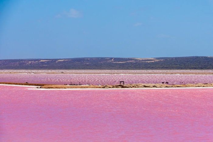 Nước hồ có màu hồng, hoặc thỉnh thoảng chuyển thành màu đỏ do có sự xuất hiện của loại tảo Dunaliella Salina. Tại đây có nhà máy sản xuất vi tảo lớn nhất thế giới, với một loạt hồ nhân tạo rộng 250ha để trồng tảo Dunaliella Salina.
